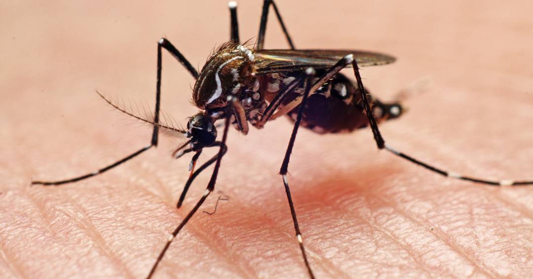 brasil-ultrapassa-1-milhao-de-casos-provaveis-de-dengue-em-2025