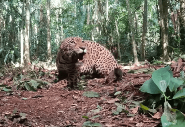 onca-pintada-“sem-fronteiras”-recebe-colar-de-monitoramento-para-preservacao-da-especie