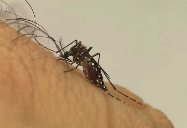 porto-alegre-aciona-exercito-para-tentar-conter-avanco-da-dengue