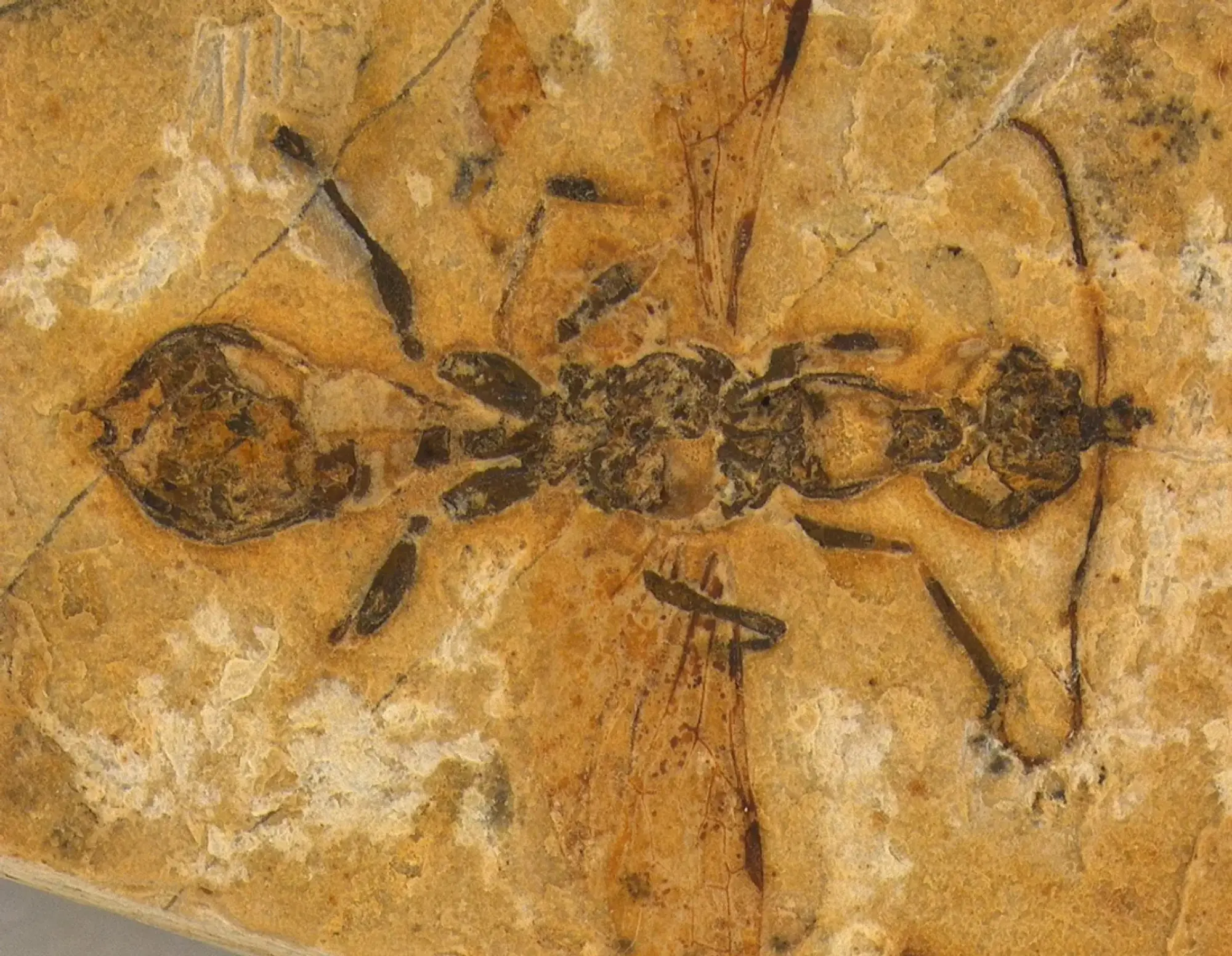 mais-antiga-do-mundo!-formiga-do-inferno-de-113-milhoes-de-anos-encontrada-no-brasil