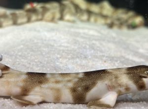 aquario-comemora-nascimento-de-tubaroes-em-cativeiro