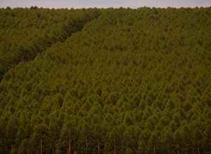 expedicao-silvicultura-coleta-informacoes-sobre-plantacoes-florestais