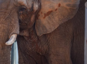 elefanta-pupy-chega-a-santuario-no-brasil-apos-viagem-de-mais-de-2-mil-km