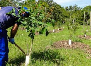 porto-alegre-vai-ganhar-reforco-verde-com-plantio-de-3,5-mil-novas-mudas